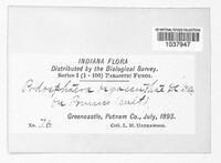 Podosphaera clandestina image
